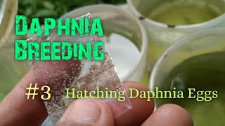 Daphnia Culture made simple and easy 3  Hatching Daphnia eggs [upl. by Zoba]