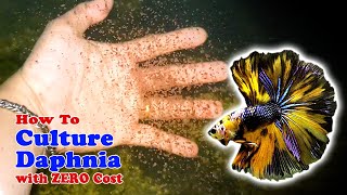 How to Culture Daphnia with ZERO Cost  Unlimited Live Food For Our Fish [upl. by Orodisi]