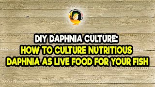 DIY Daphnia Culture How to Culture Nutritious Daphnia as Live Food for Your Fish [upl. by Ahsiekrats]