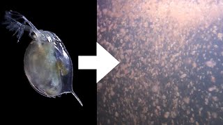 How I Culture Daphnia [upl. by Birck786]