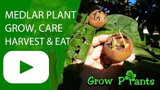 Medlar plant – grow care amp harvest Mespilus germanica [upl. by Nitniuq940]