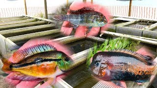 PRIVATE Rare Cichlid Fish Farm Tour [upl. by Pauly]