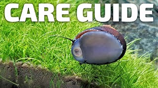 Care Guide for Nerite Snails  Aquarium CoOp aquariumcoop [upl. by Yenroc]