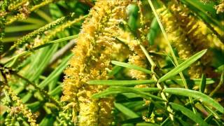 Velvet Mesquite Prosopis velutina Seedling [upl. by Deppy703]