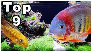 Top 9 Best Cichlids for Community Tanks [upl. by Orban408]