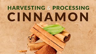 Harvesting and Processing of Cinnamon [upl. by Lati]