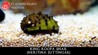 Neritina Juttingae The MAGNIFICENT King Koopa Snail Leopard Aquatic W034A [upl. by Nehttam]