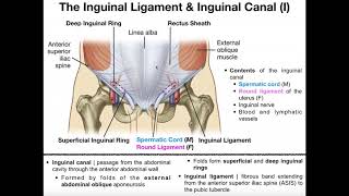 Anatomy  The Inguinal Ligament amp Inguinal Canal [upl. by Pryor]