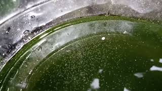 DAPHNIA MOINA CULTURE IN A SMALL BUCKET [upl. by Eelynnhoj393]