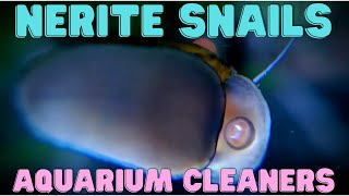 Nerite Snail  Aquarium Cleaners [upl. by Ariak]