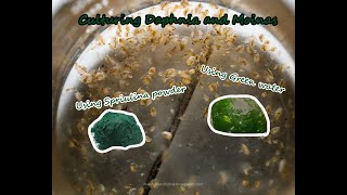 How To Culture Daphnia and Moinas using Green Water Spirulina powder [upl. by Pittman]