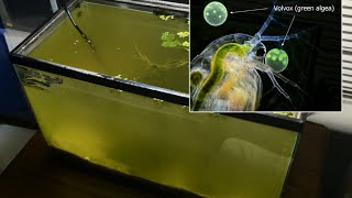 Raising Daphnia for the Freshwater Aquarium [upl. by Lebasile]