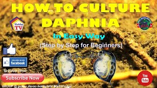 HOW TO CULTURE DAPHNIA In Easy Way [upl. by Fatsug450]