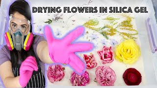 UPDATED How I Dry Flowers in Silica Gel Taking a FLORAL ARRANGEMENT amp Drying it in SILICA GEL [upl. by Reinald]